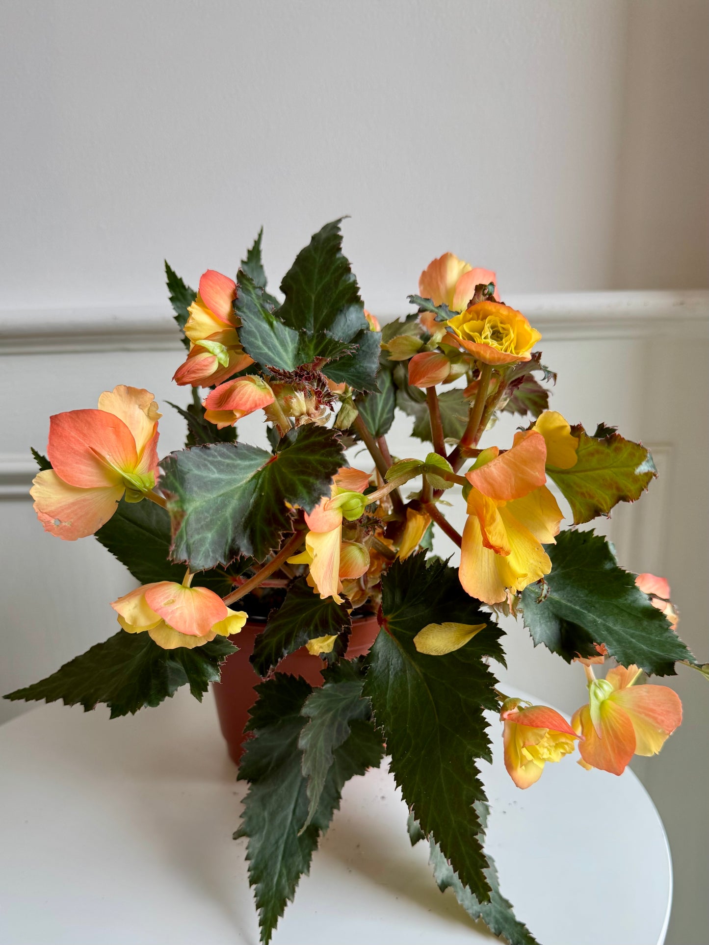 Begonia I’CONIA