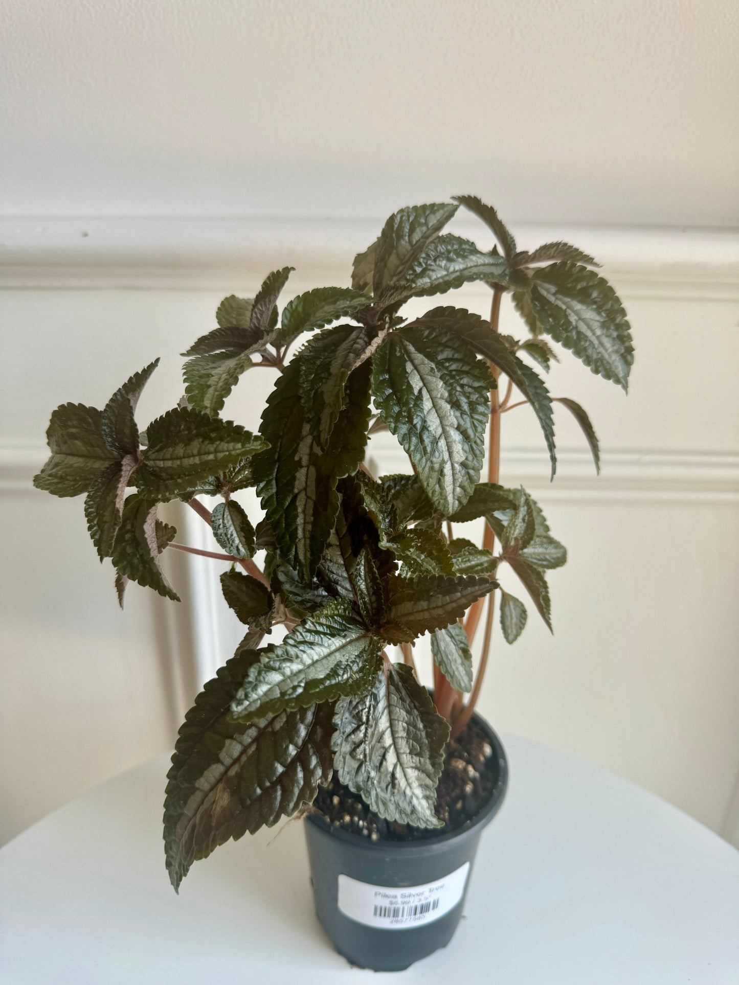 Pilea Silver Tree