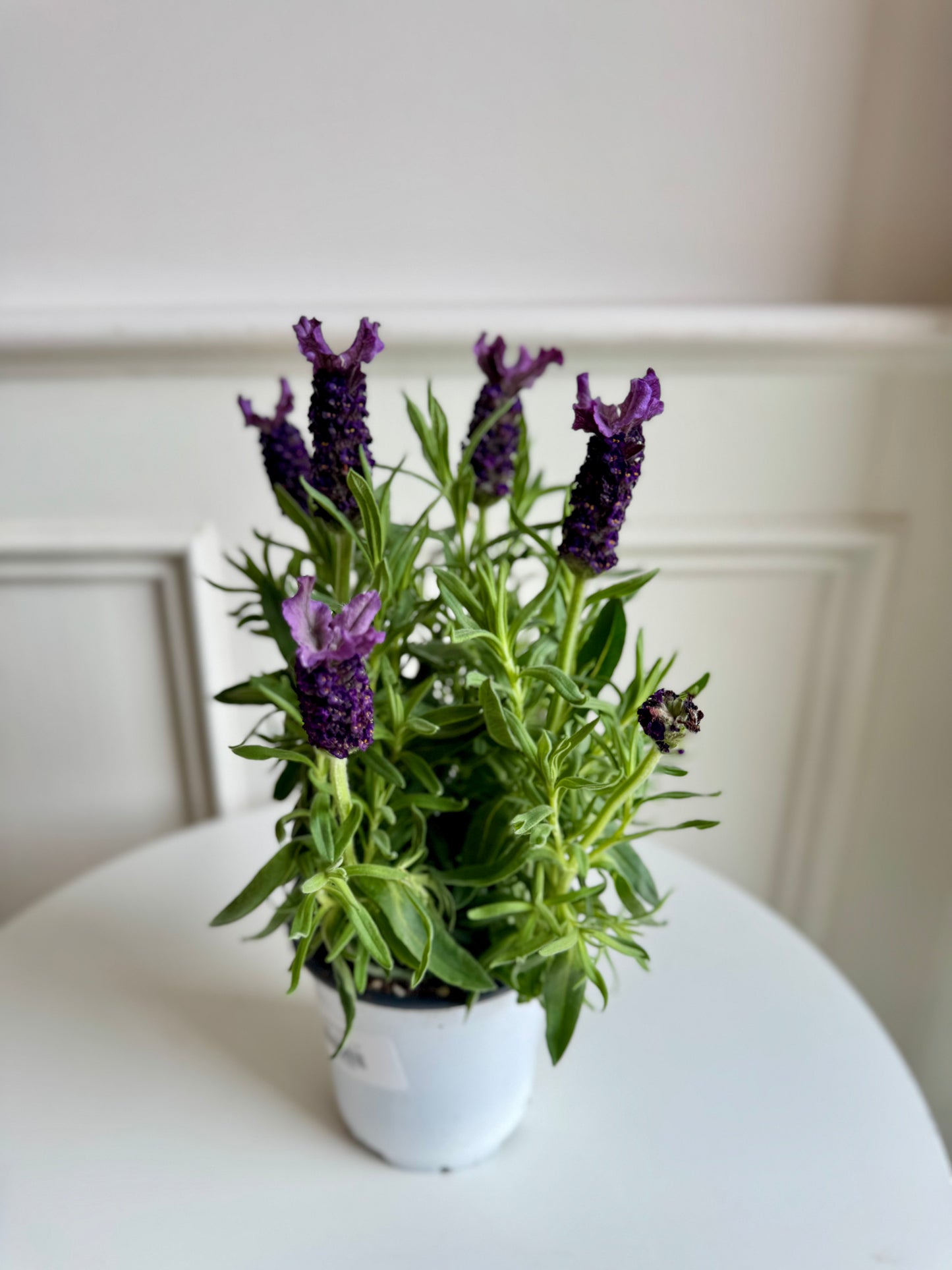 Lavender