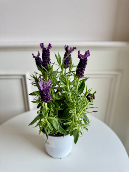 Lavender