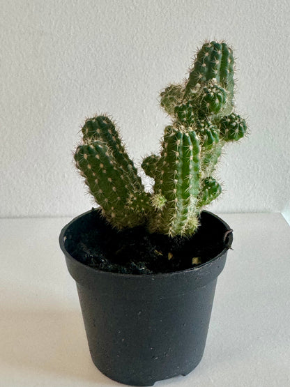 Cactus 2.5"