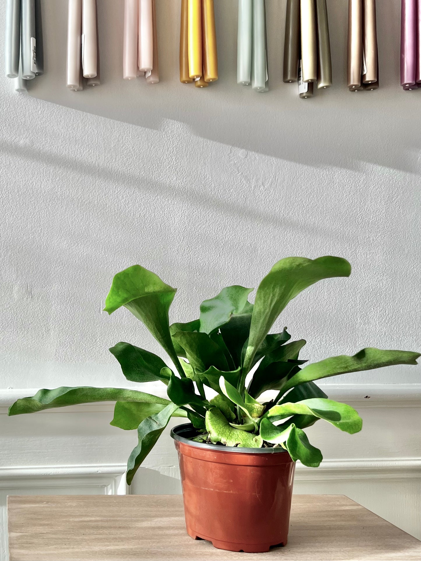 Staghorn Fern