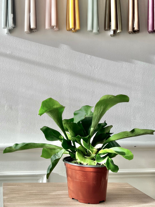 Staghorn Fern