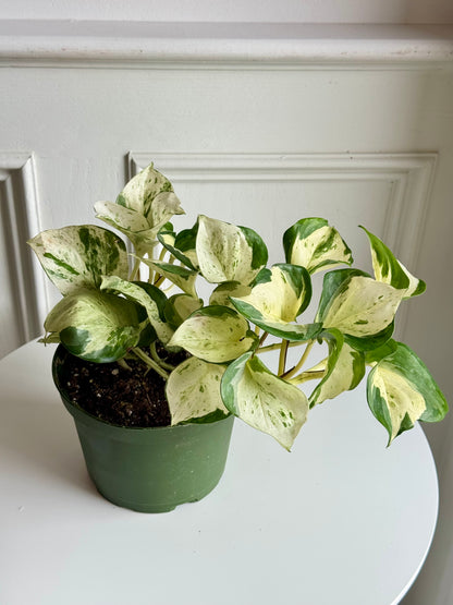 Pothos Manjula