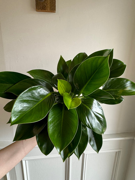 Philodendron Birkin Green