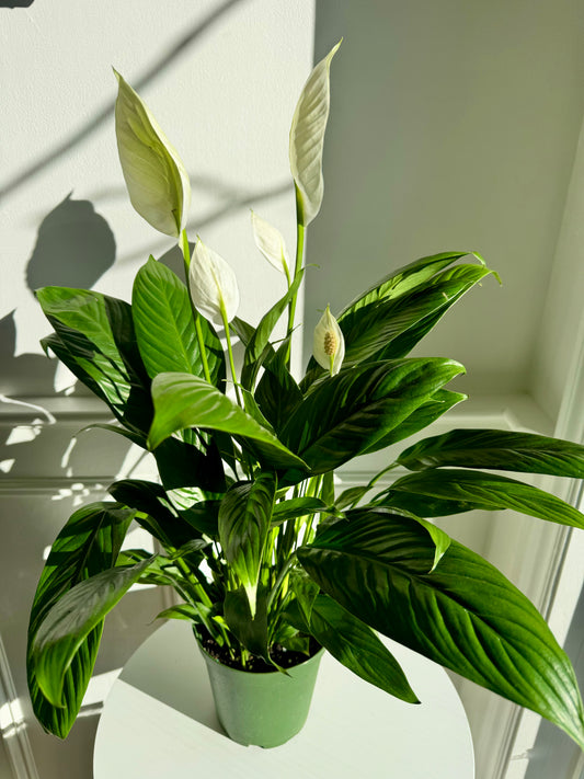 Peace Lily