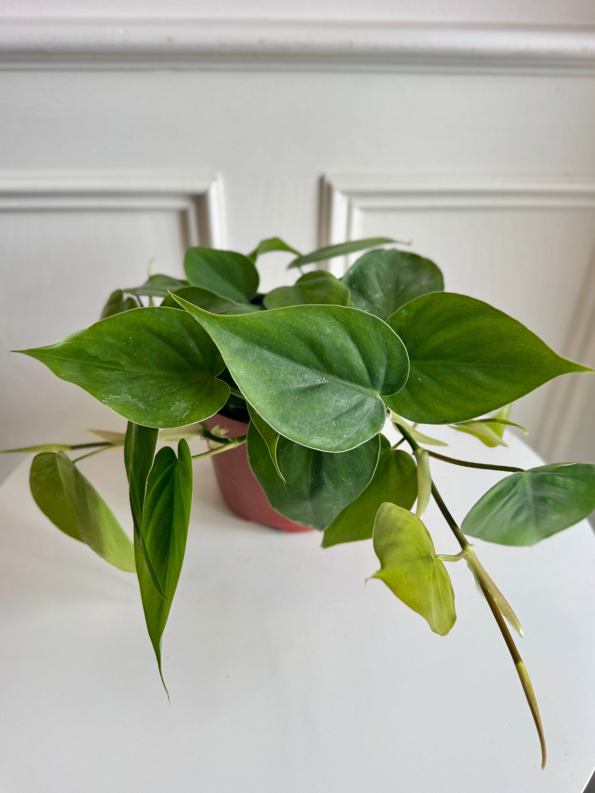 philodendron micans hanging basket Philodendron Micans Hanging Basket – Thorn & Petal Florist