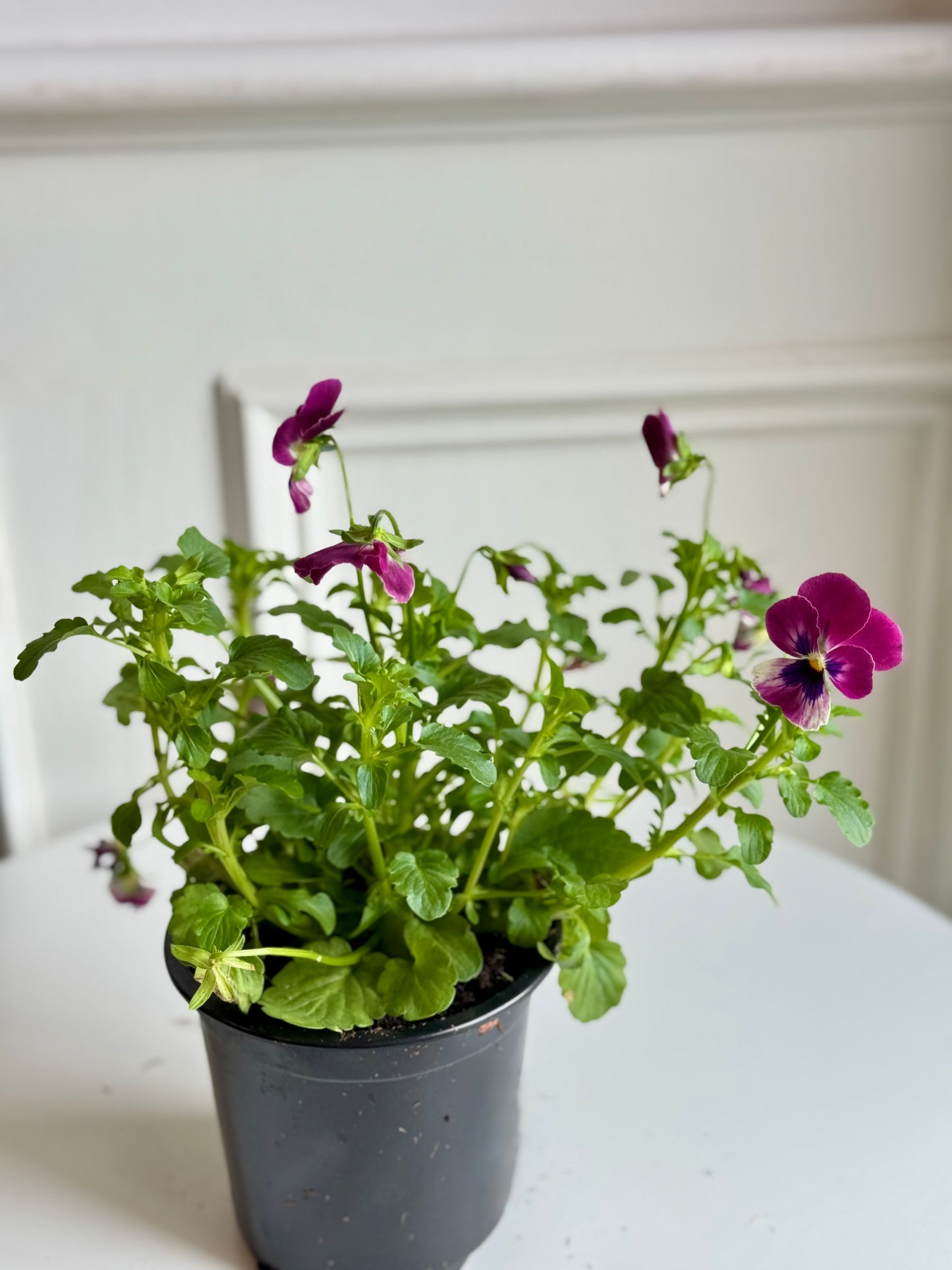 Pansy
