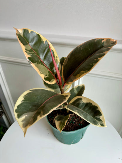 Ficus Elastica Tineke