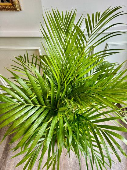 Areca Palm