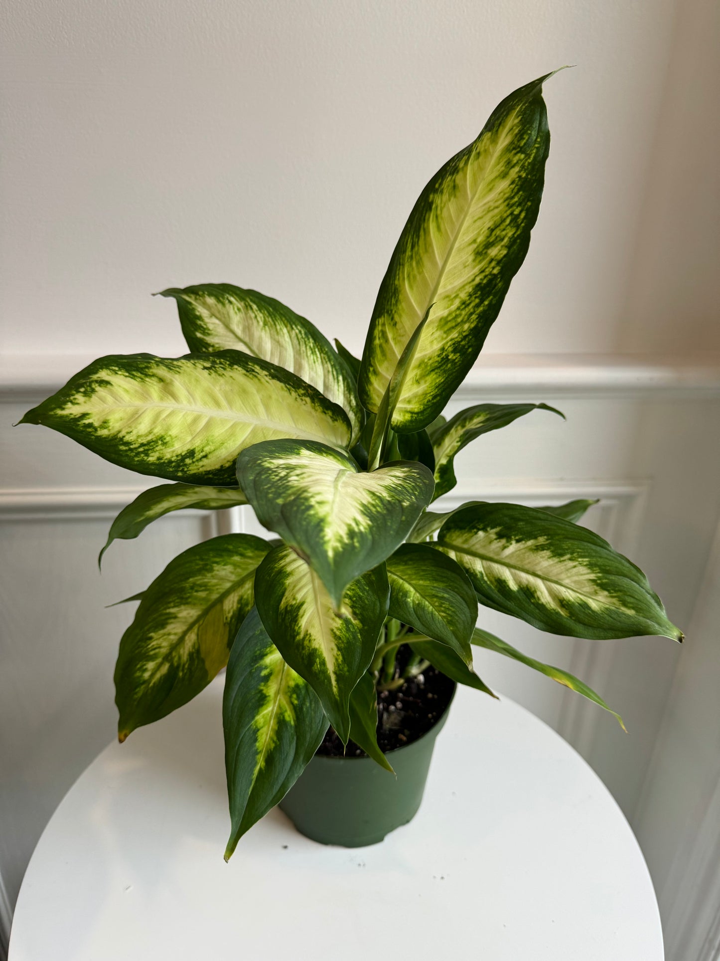 Dieffenbachia Panther