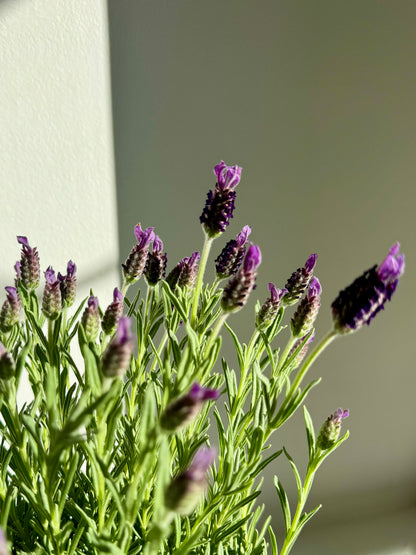 Lavender Trees