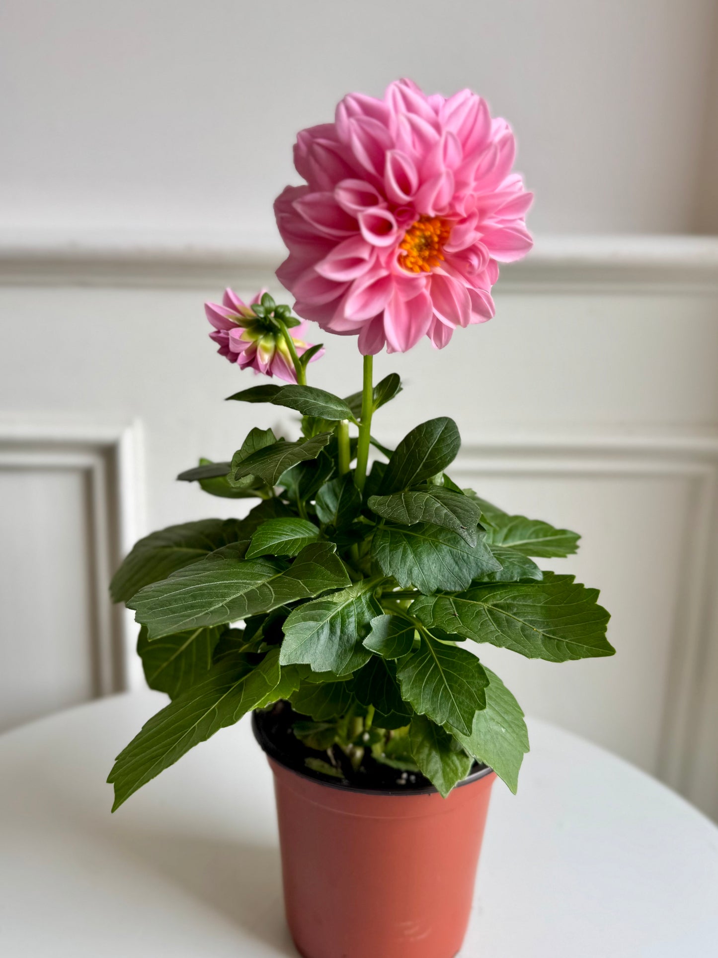 Dahlia Plant