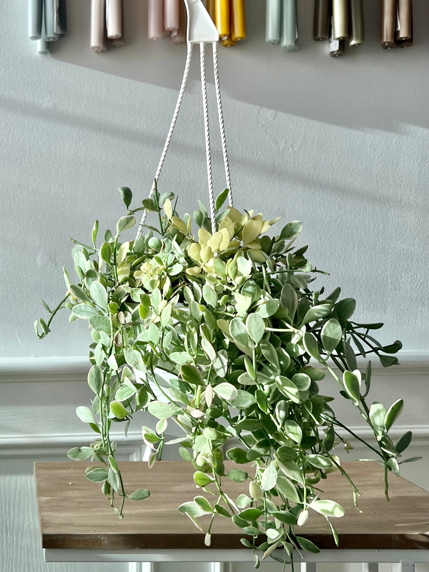 Dischidia Hanging Baskest