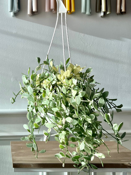 Dischidia Hanging Baskest