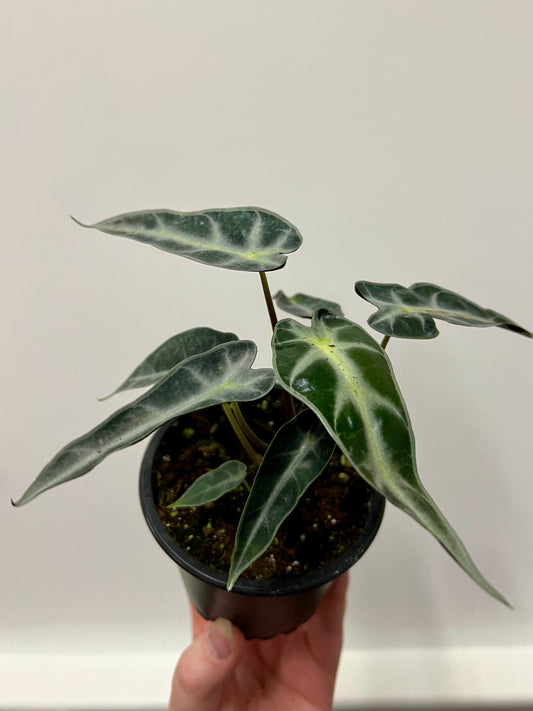 Alocasia Bambino