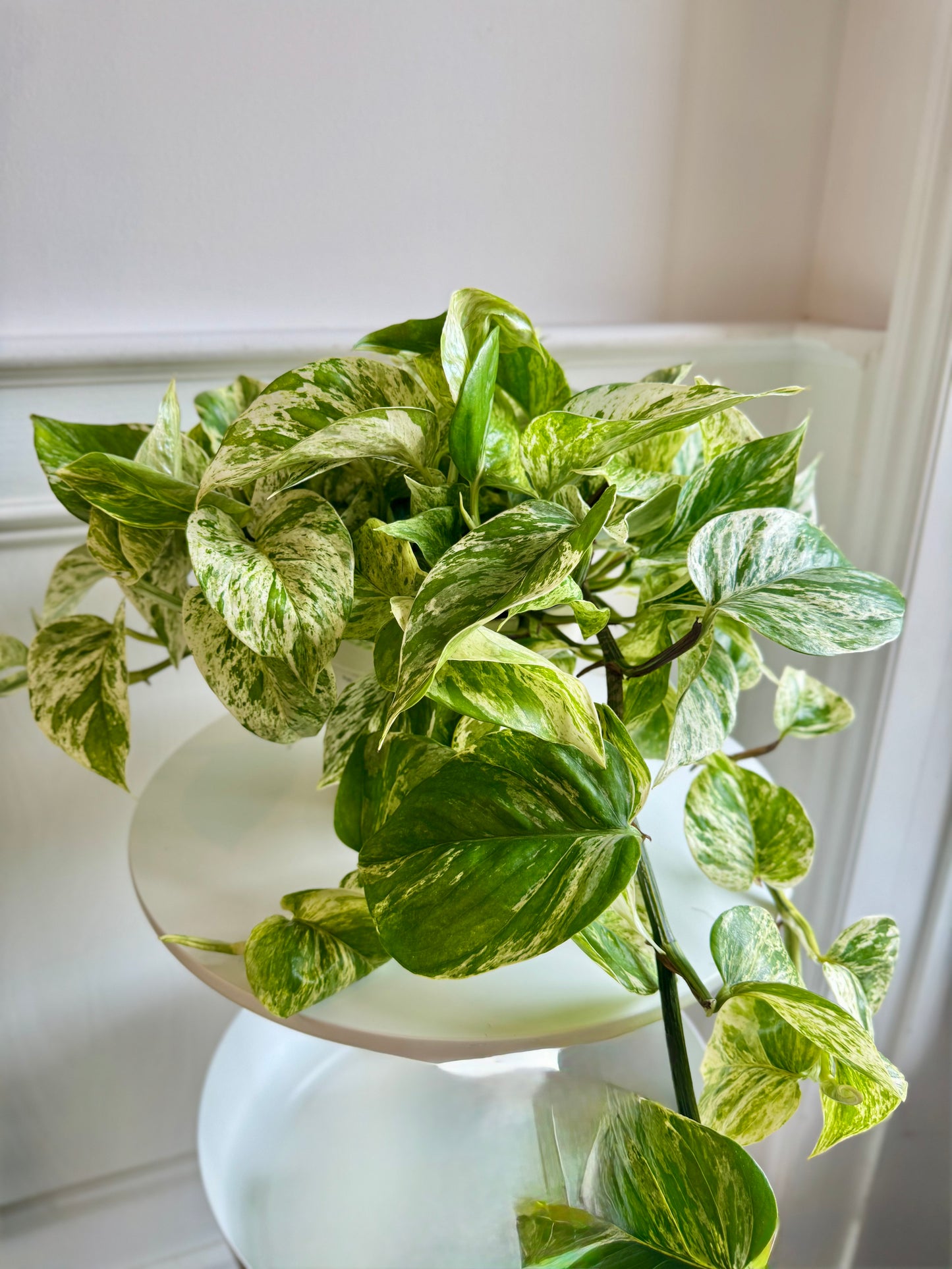 Pothos Marble Queen