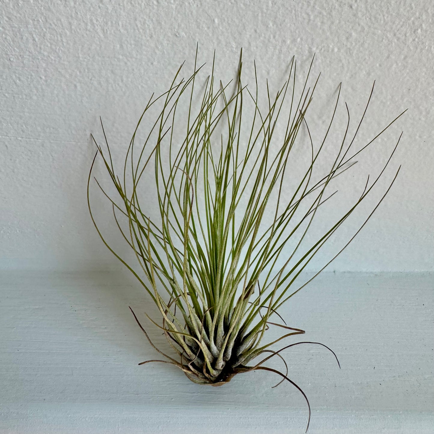 Air Plant