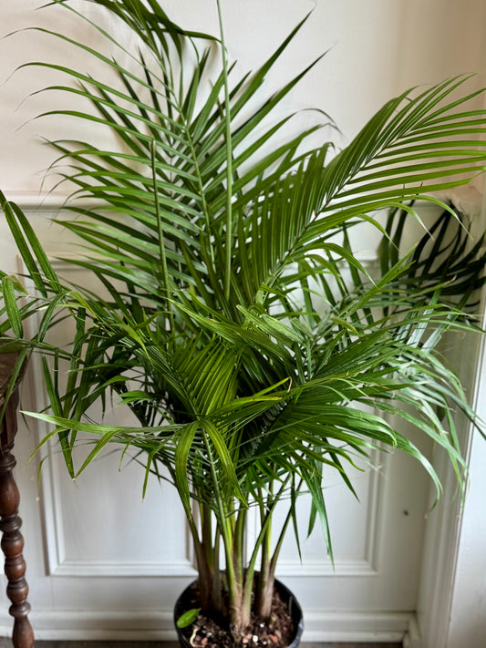 Palm Majesty