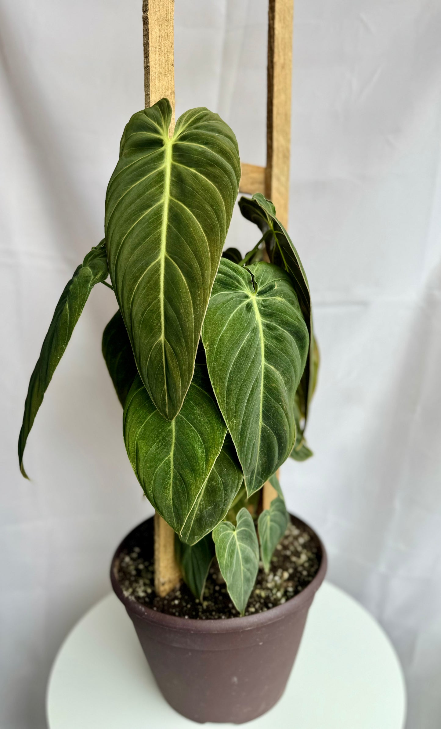 Philodendron Melanochrysum