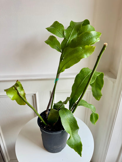 Orchid Cactus
