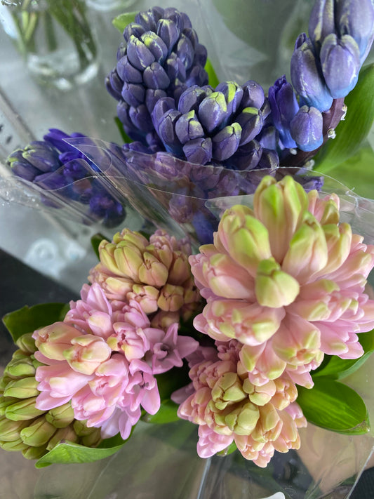 Hyacinth Bunch