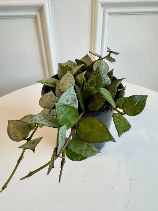 Hoya Hindu Rope
