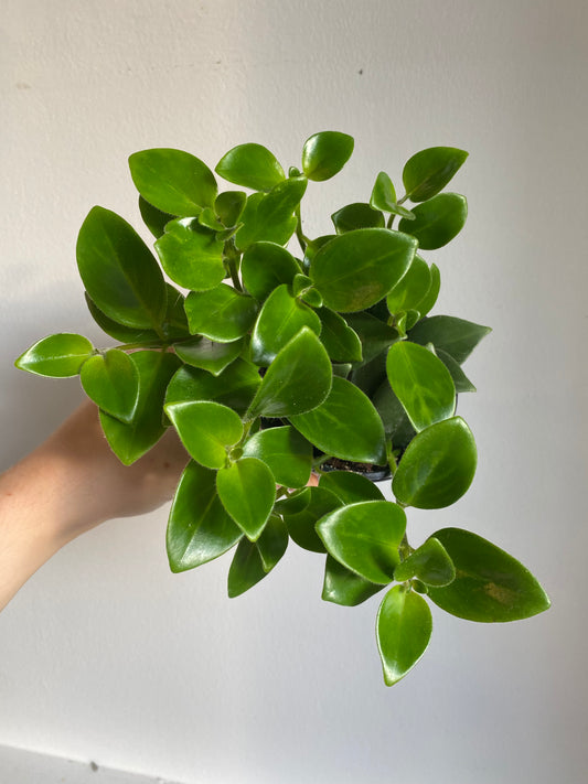 Lipstick Plant