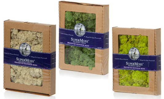 Reindeer Moss Display Box 4oz