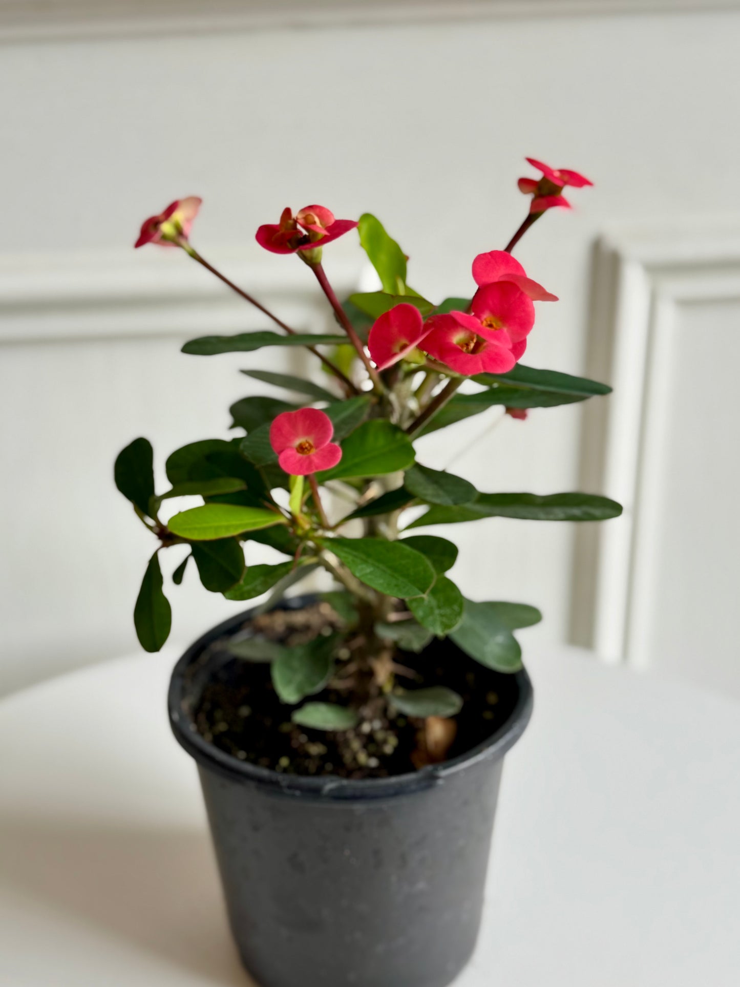 Euphoribia (Crown of Thorns)