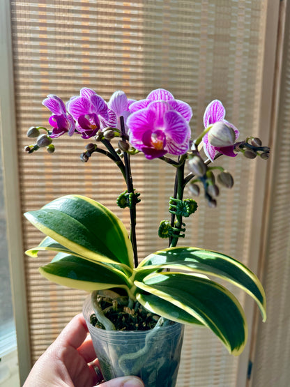 3.5” Orchids