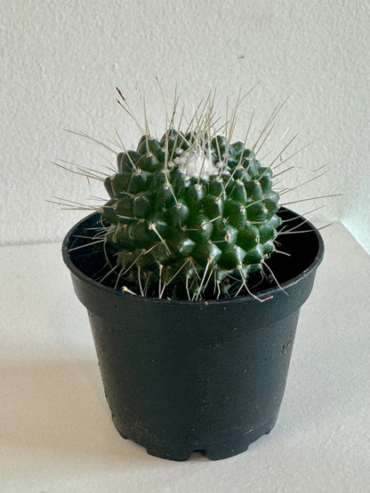 Cactus 2.5"