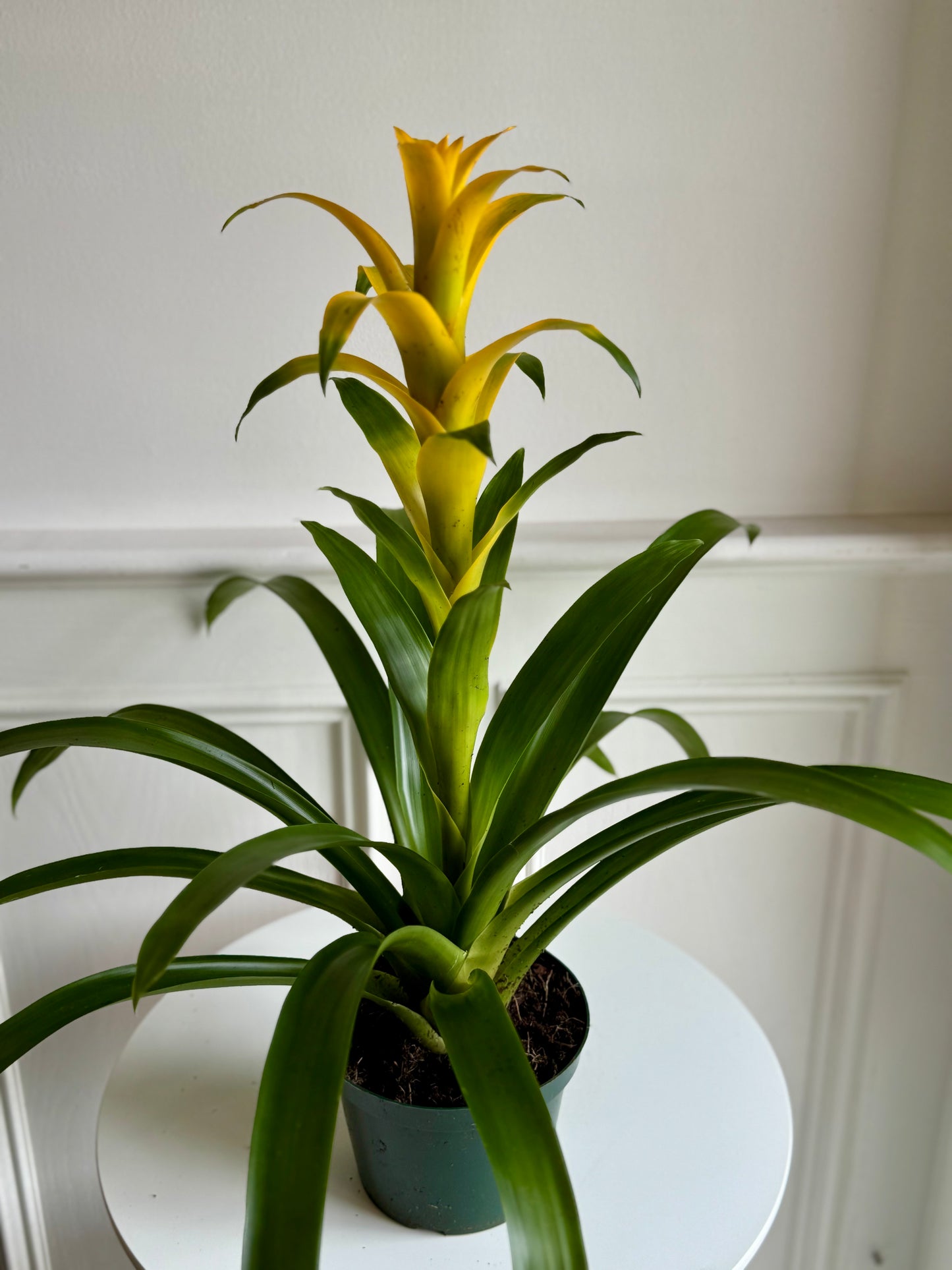 Bromeliad Guzmania