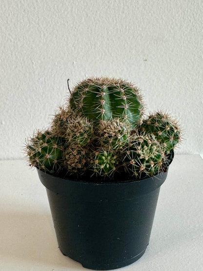 Cactus 2.5"