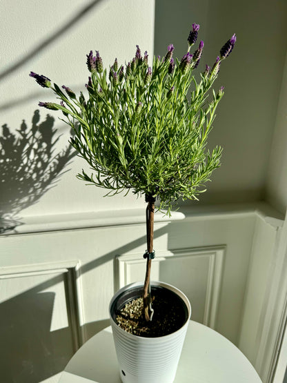 Lavender Trees