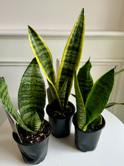 Snake Plant