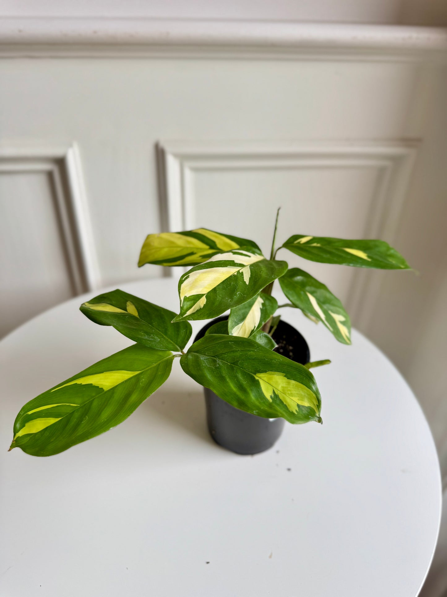 Calathea Lubbersiana