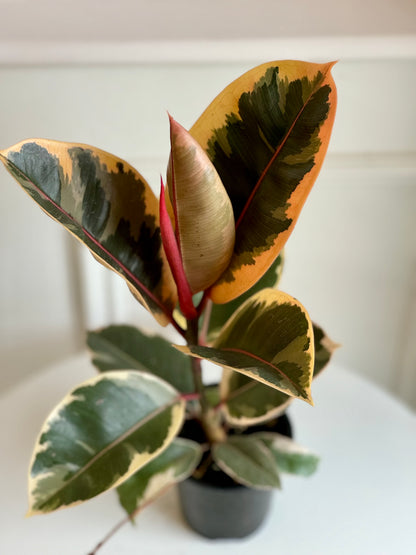 Ficus Tineke Clump