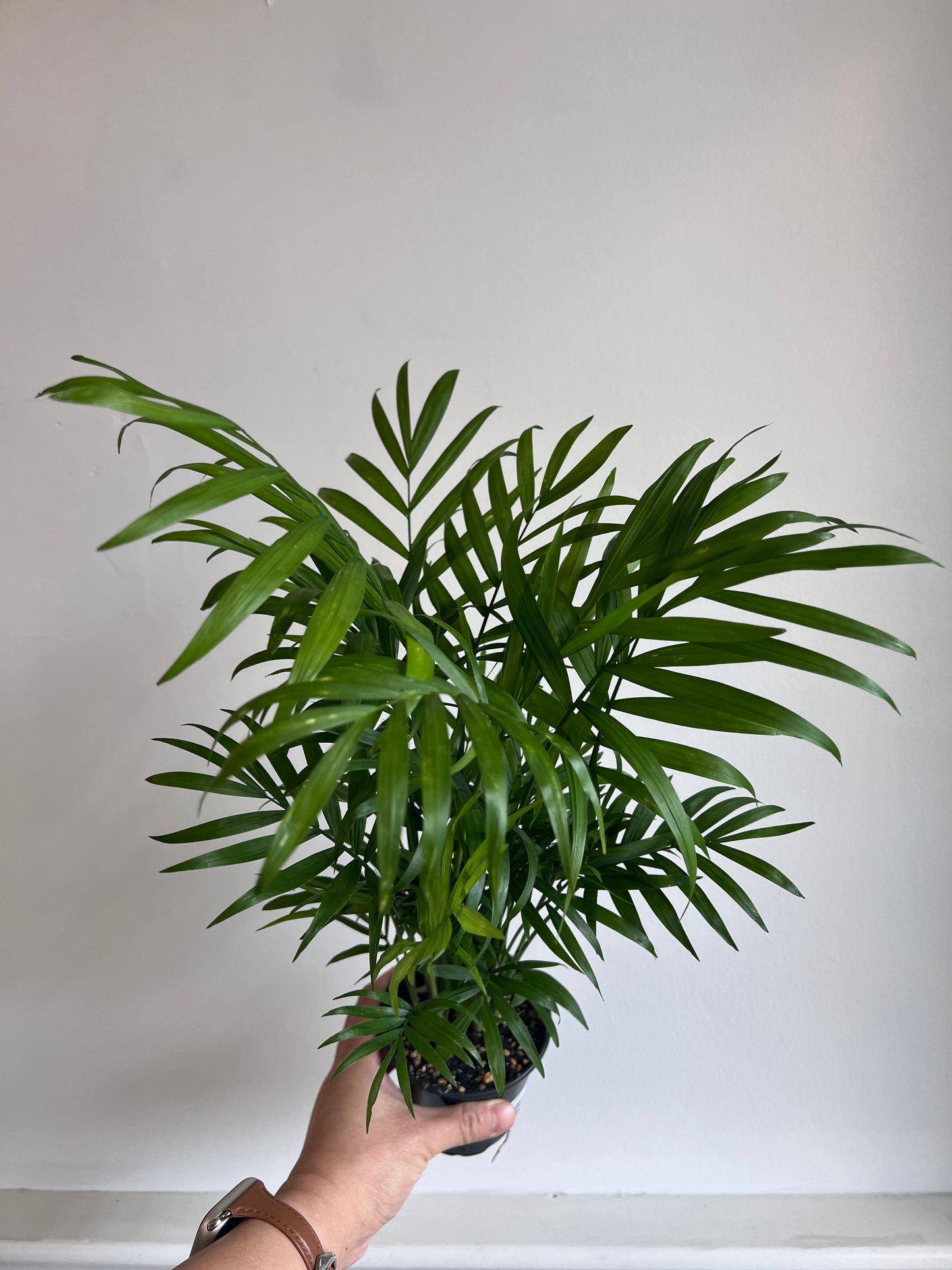 Parlour Palm