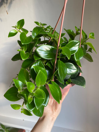 Lipstick Plant Hanging Basket