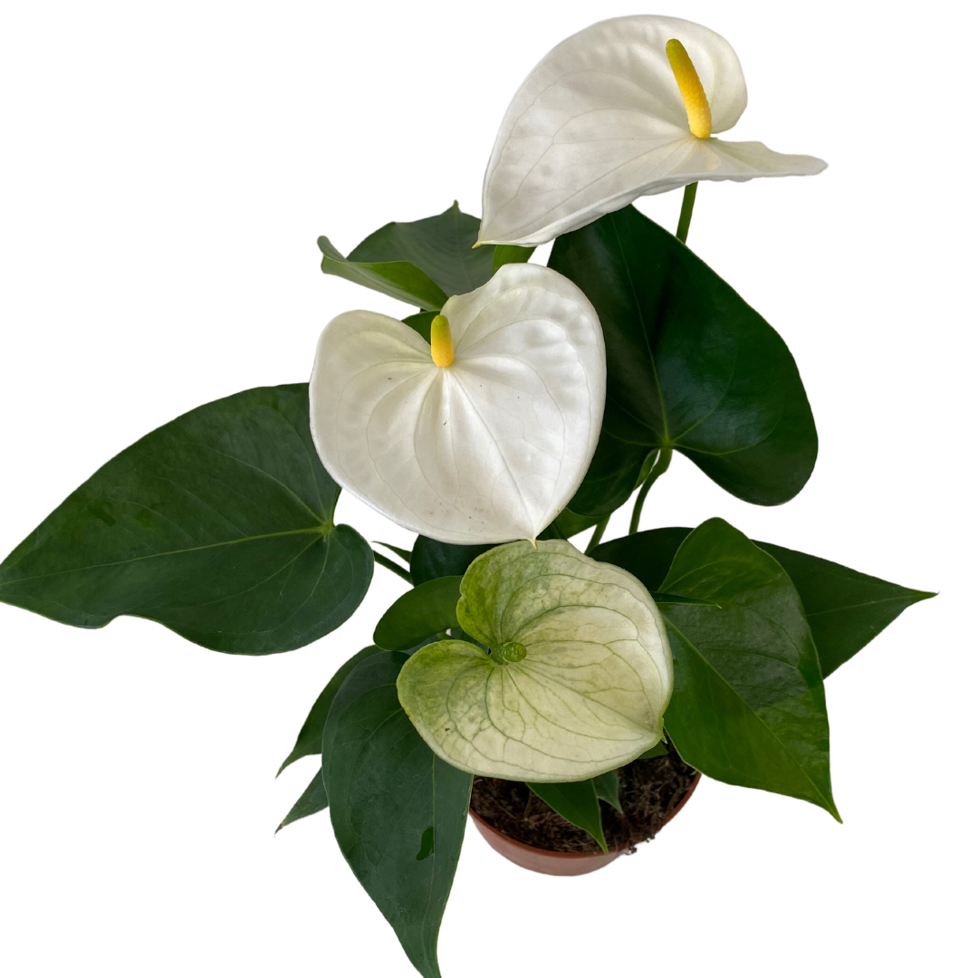 Anthurium