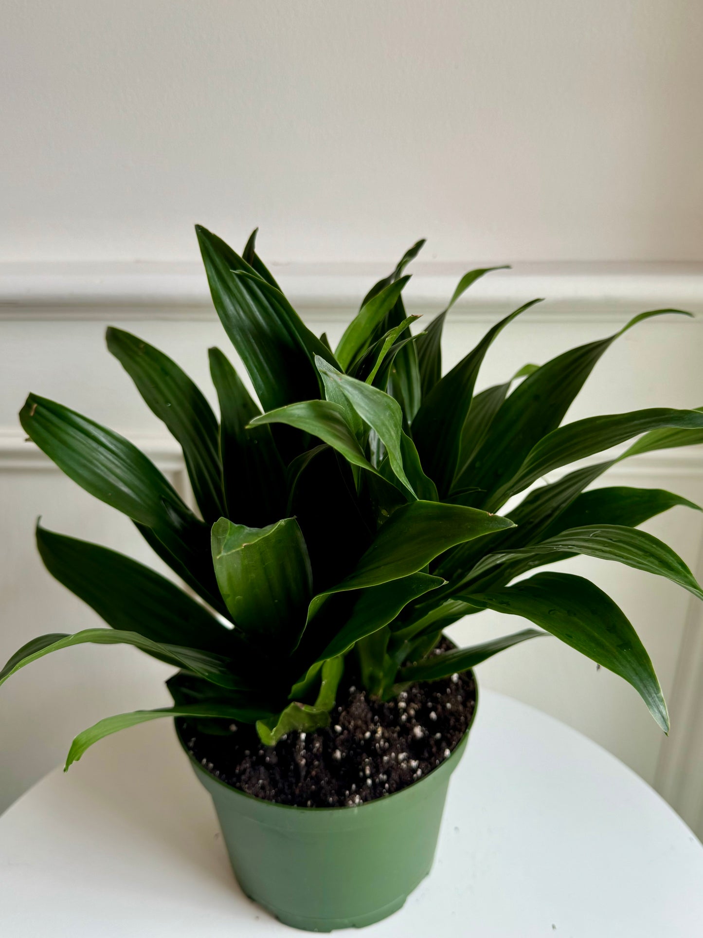 Dracaena Fragrans