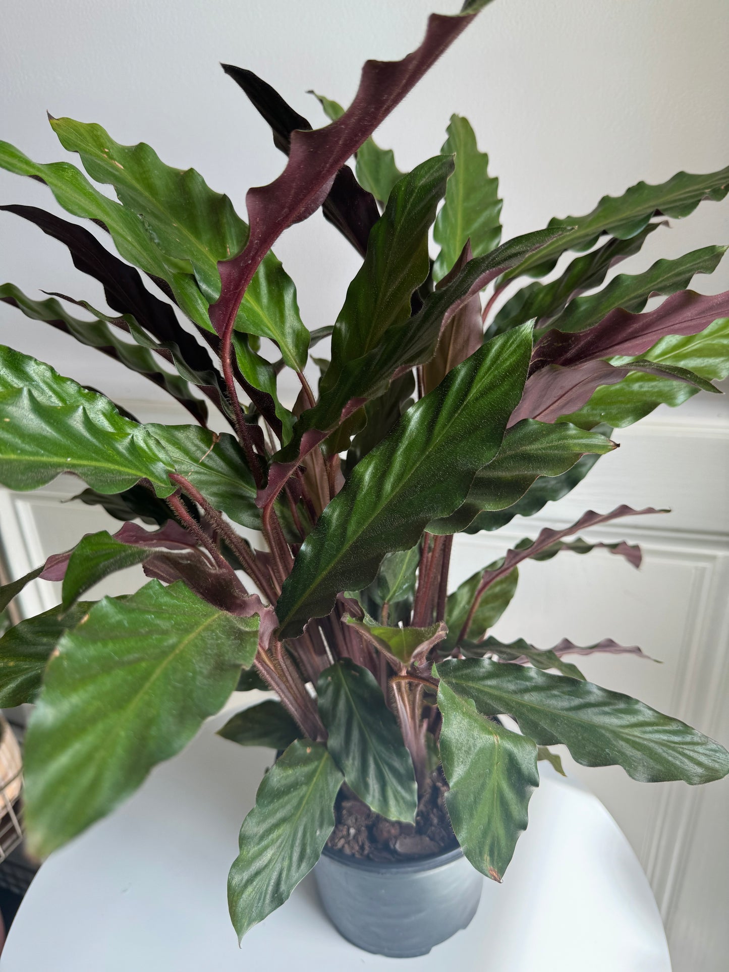 Calathea