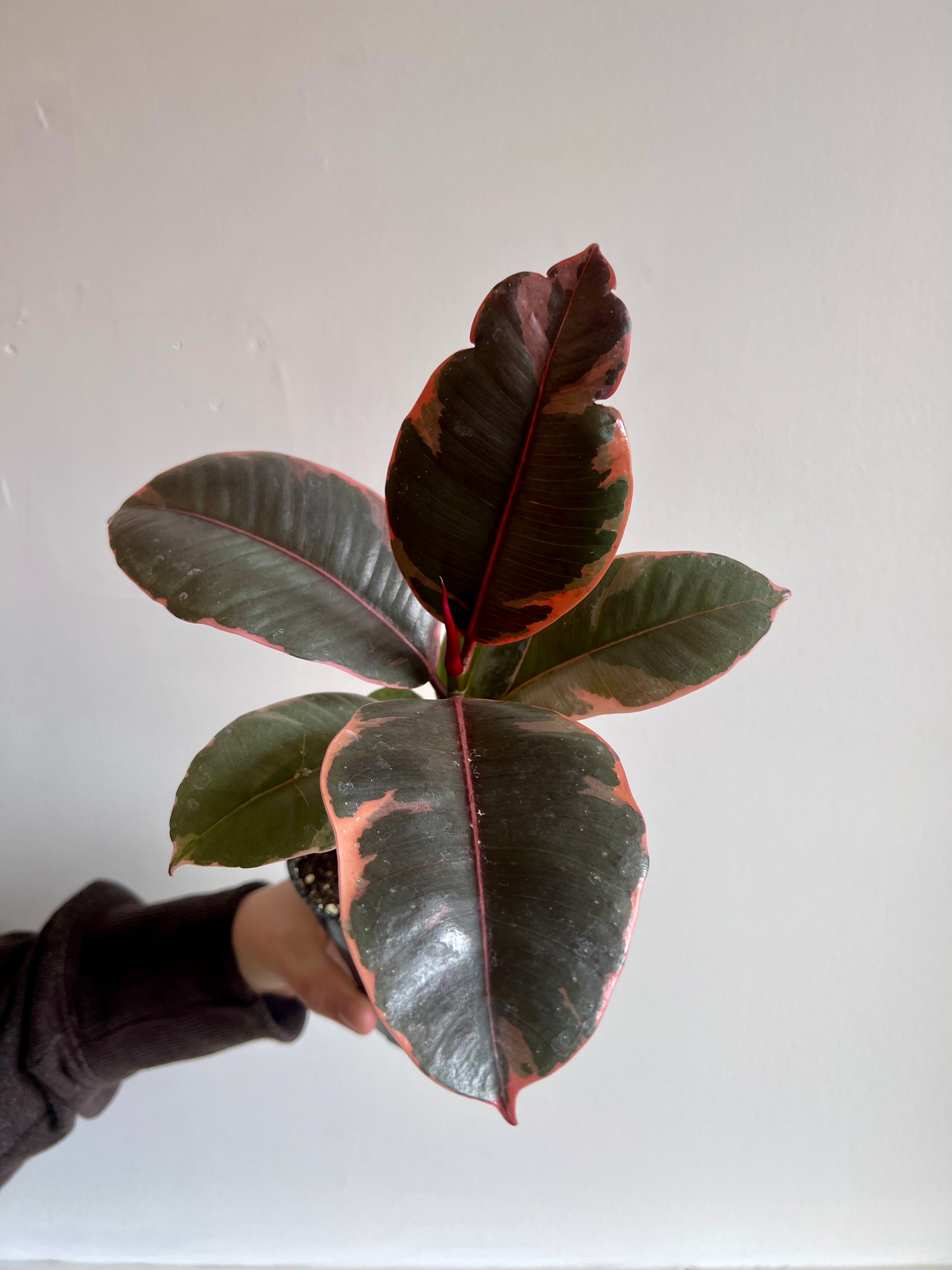 10 Inch Ficus Ruby Ficus Elastica Ruby – Thorn & Petal Florist