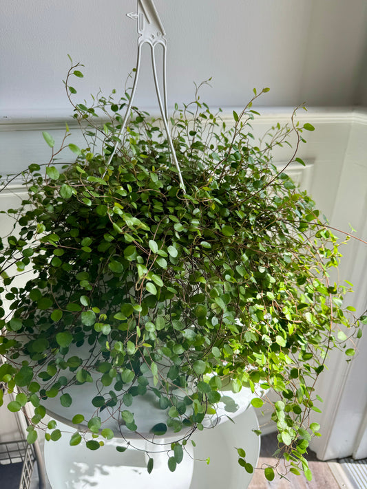 Wire Vine Hanging Basket