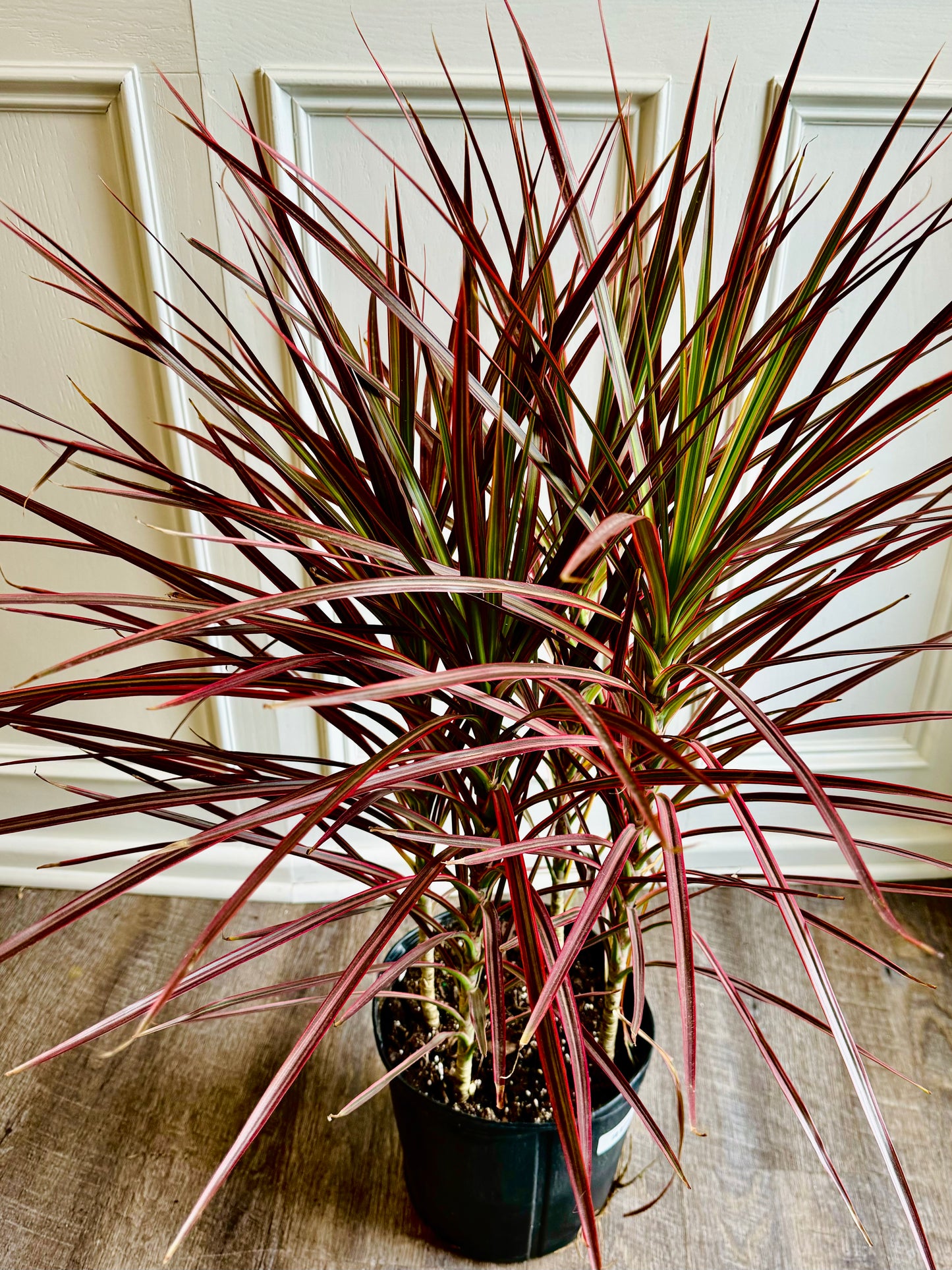 Dracaena Marginata Bicolour