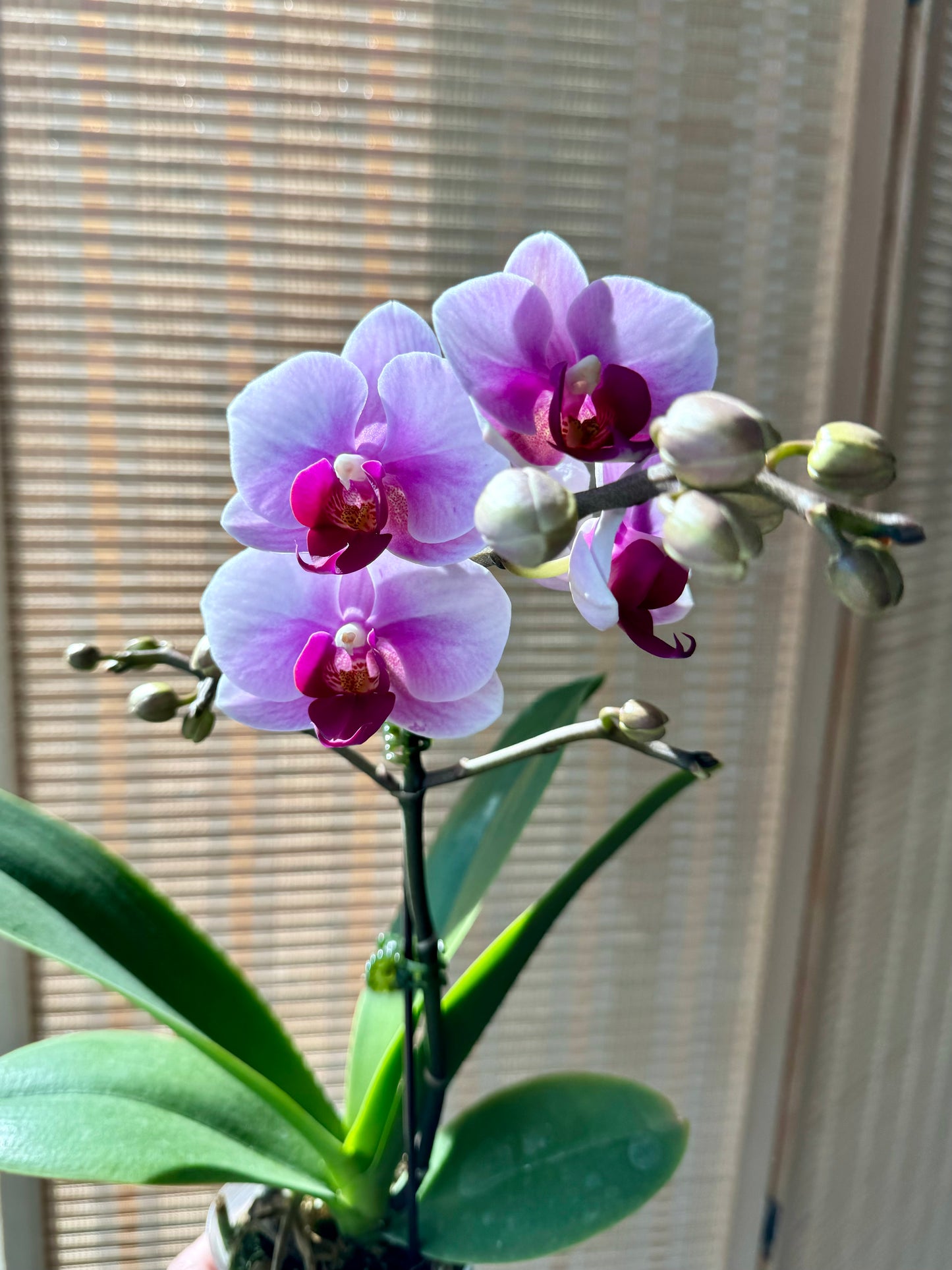 3.5” Orchids