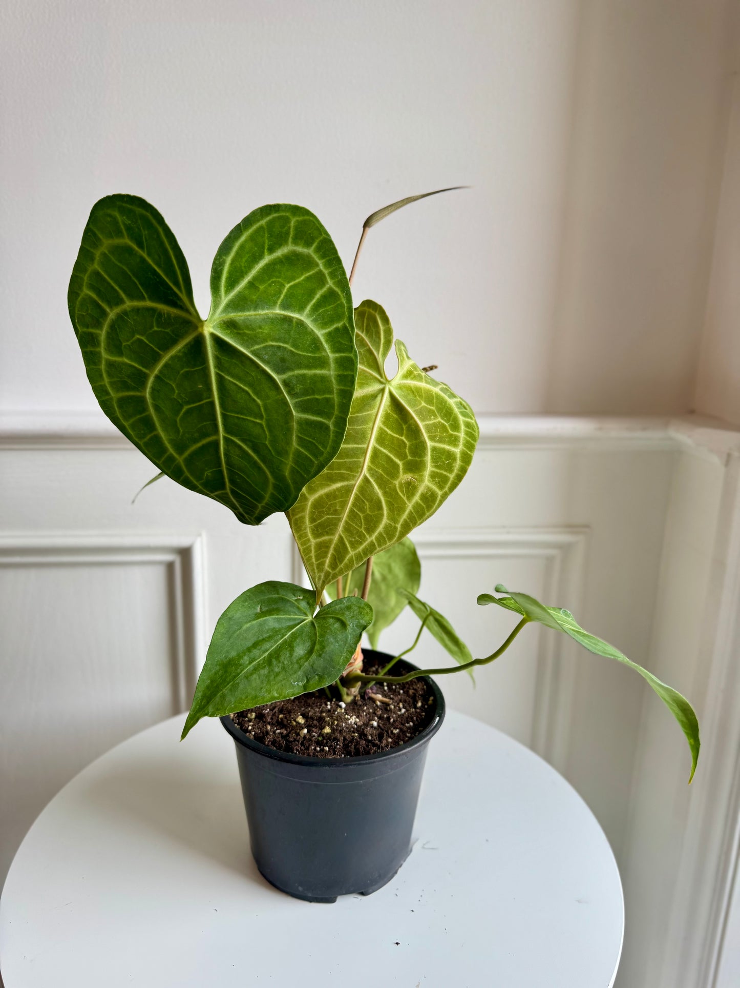 Anthurium Clarinervium