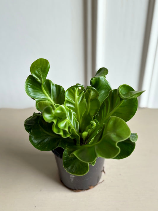 Cobra Fern