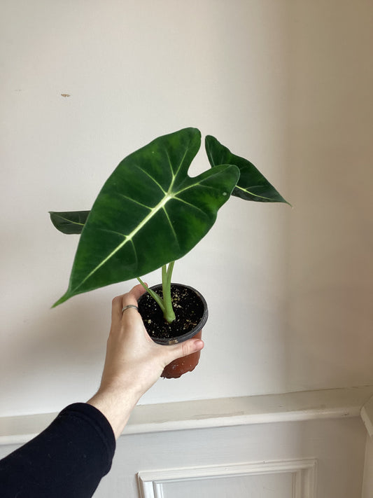 Alocasia Frydek